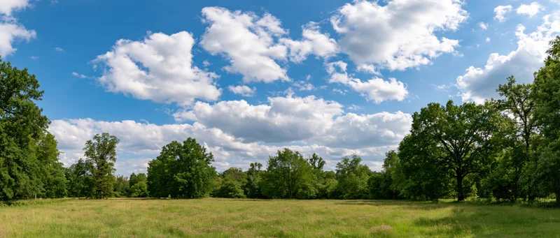 Open grassy meadow bordered by trees under a blue sky with scattered white clouds