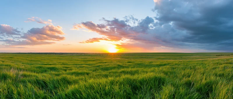 Golden sunset over a vast green grassy field under a cloudy sky