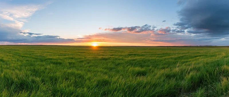 Expansive green grass field under a sunset sky with scattered clouds at horizon