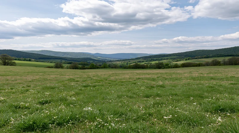 Expansive grassy meadow with wildflowers and rolling hills under a cloudy sky