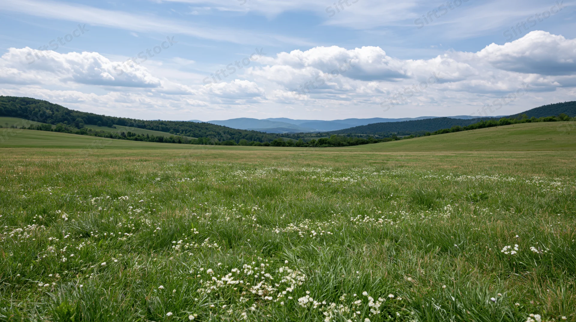 A wide grassy meadow with white wildflowers under a blue sky with clouds, bordered by rolling hills and distant mountains