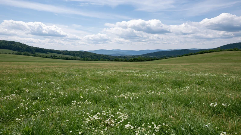 A wide grassy meadow with white wildflowers under a blue sky with clouds, bordered by rolling hills and distant mountains