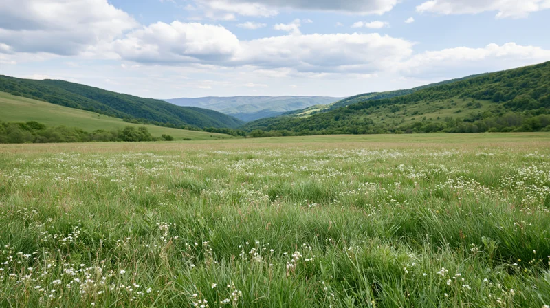 A wide meadow with white wildflowers and green grass stretching toward rolling hills under a partly cloudy sky