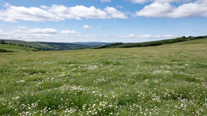 A wide meadow with white wildflowers and green grass under a blue sky with scattered clouds, surrounded by rolling hills in the countryside