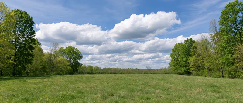 Grassy meadow bordered by trees under a blue sky with white clouds