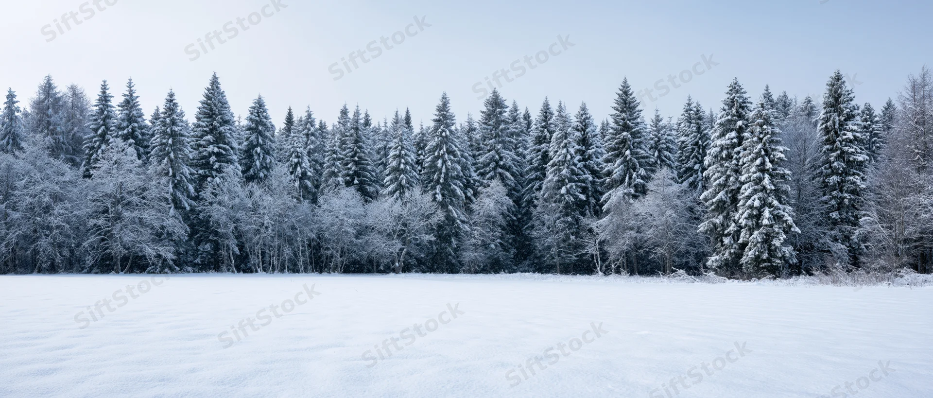 Snow-covered field in front of a dense evergreen forest under a pale winter sky