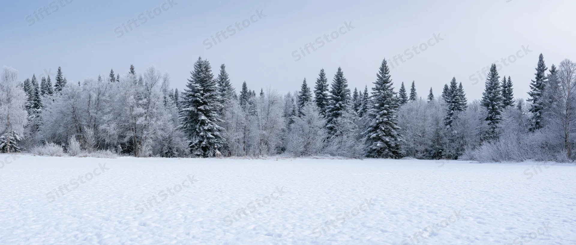 Snow-covered forest with pine and bare trees lining a frozen field under a pale sky