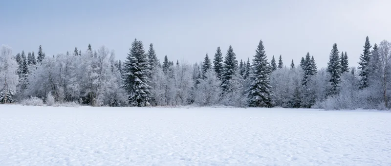 Snow-covered forest with pine and bare trees lining a frozen field under a pale sky