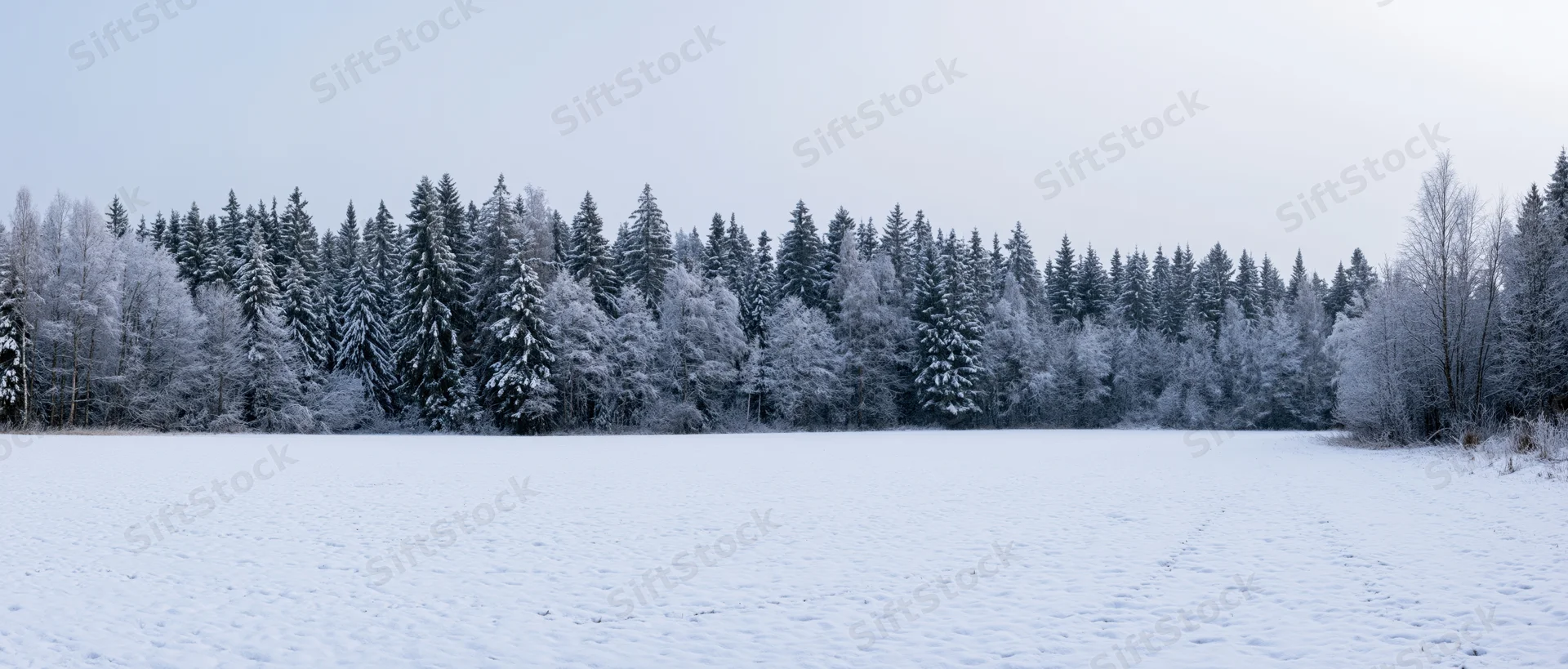 Snow-covered field in front of a dense forest of pine and bare trees under a pale sky