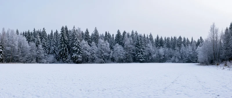 Snow-covered field in front of a dense forest of pine and bare trees under a pale sky