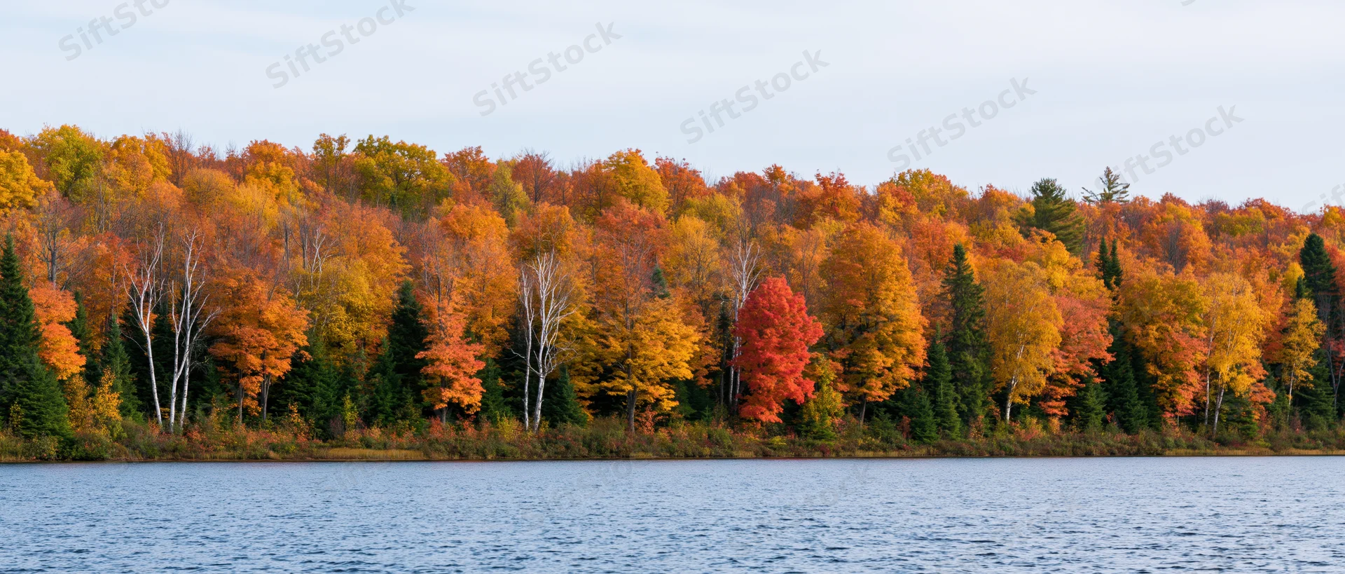 Autumn forest with colorful foliage along a calm lake shoreline