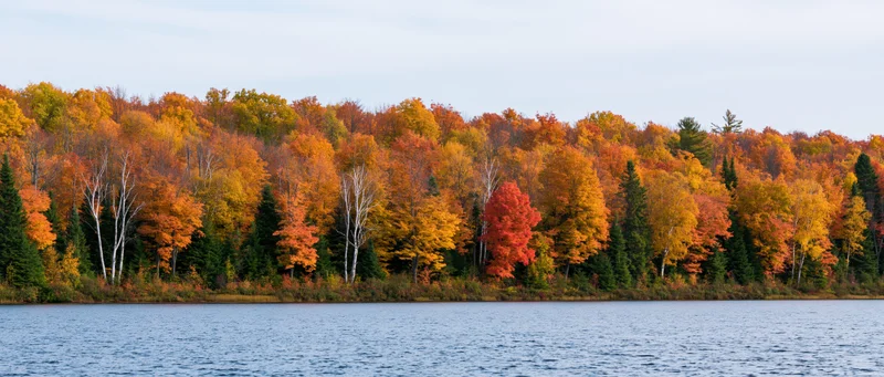 Autumn forest with colorful foliage along a calm lake shoreline