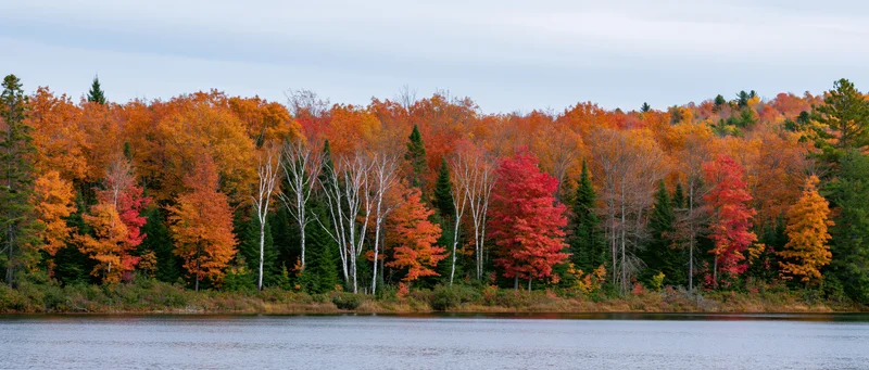 Autumn forest with colorful trees lining a calm lake shore