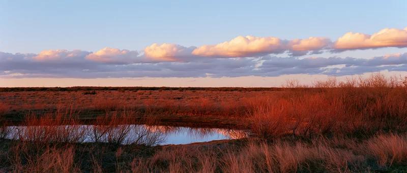 Sunset over a marshy field with shrubs and water reflecting the sky
