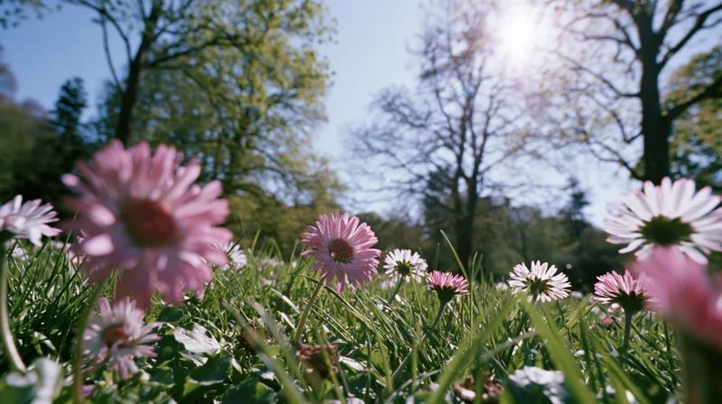 Pink and white daisies blooming in a sunlit grassy meadow with trees in the background