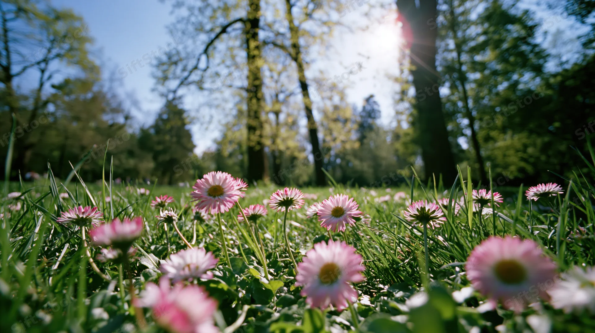 Pink daisies blooming in a sunlit grassy meadow with trees in the background