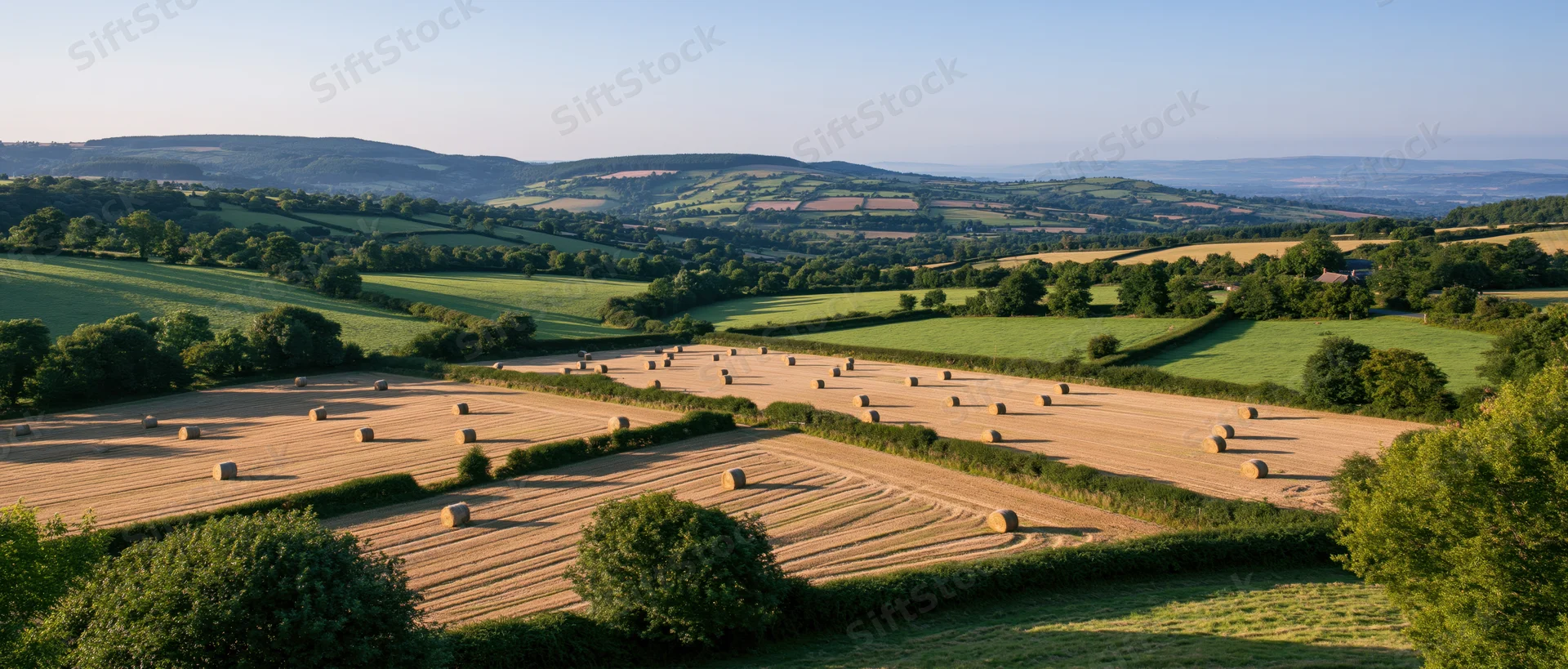 Golden harvested field with hay bales arranged in rows across rolling countryside under clear sky