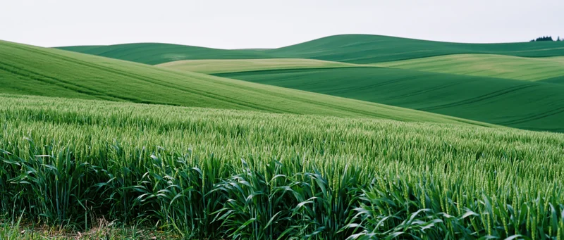 Green wheat field stretching across rolling hills in rural farmland