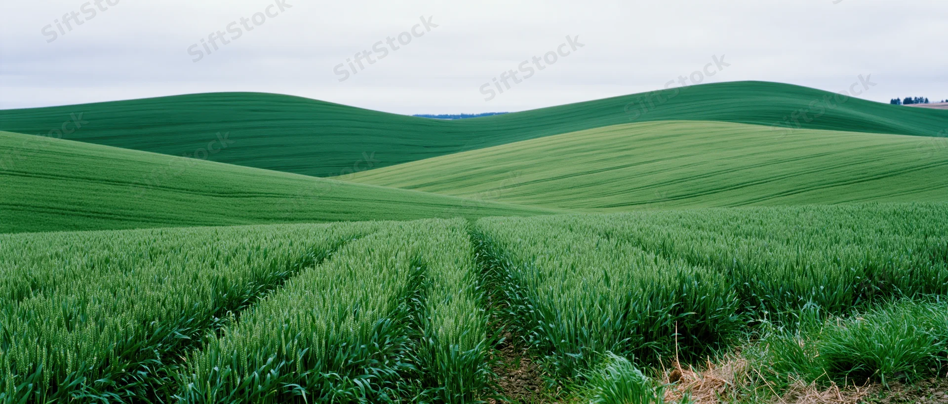 Green wheat field growing in rows across rolling hills under overcast sky