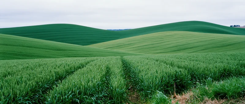 Green wheat field growing in rows across rolling hills under overcast sky