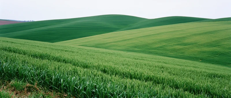 Green wheat field stretching across rolling hills in rural countryside