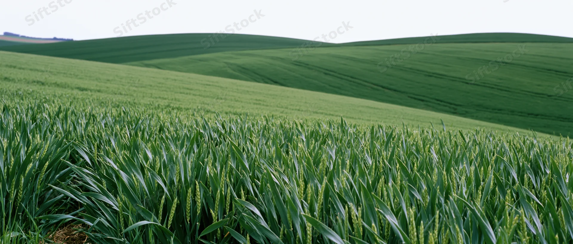 Green wheat field growing on rolling hills under daylight sky
