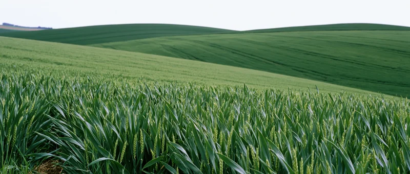 Green wheat field growing on rolling hills under daylight sky