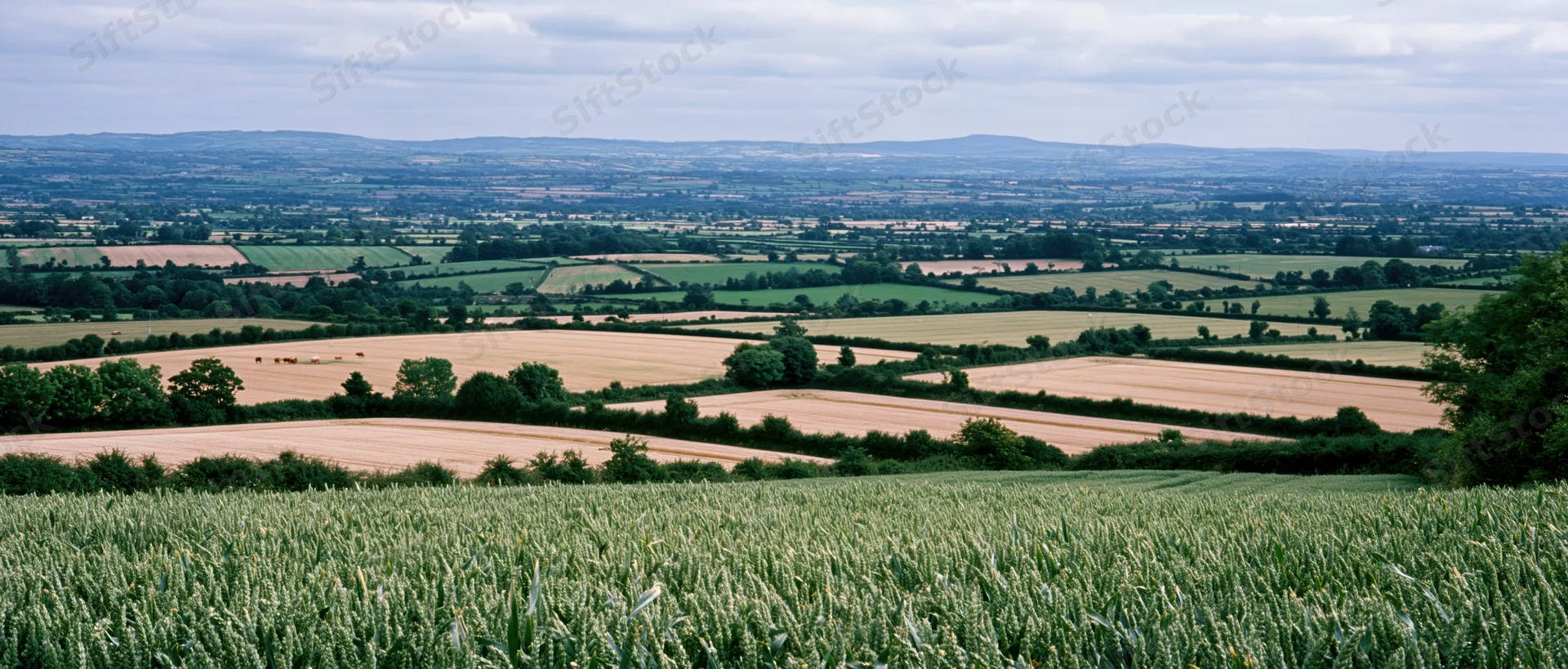 Expansive rural landscape with golden wheat fields and green meadows stretching toward a distant horizon under a cloudy sky