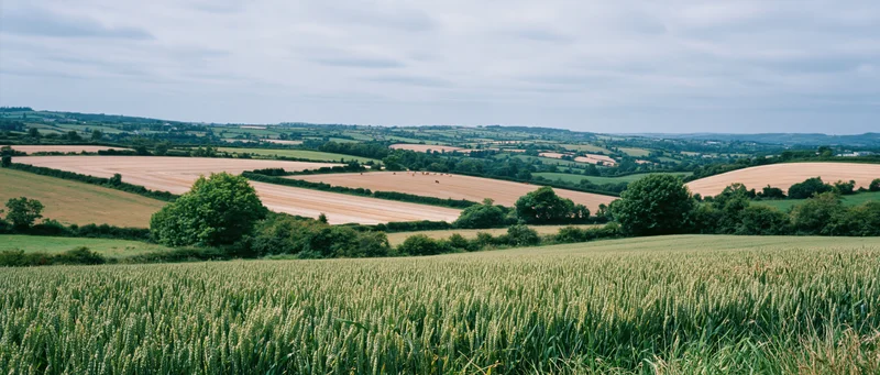 Wheat field stretching across rolling countryside under overcast sky