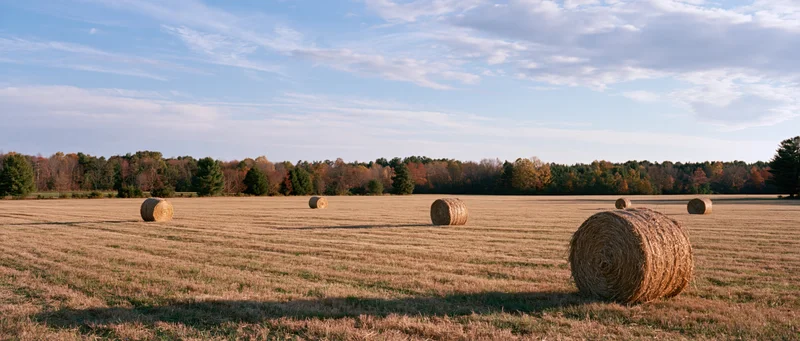 Round hay bales scattered across a harvested field under a blue sky with autumn trees in the distance