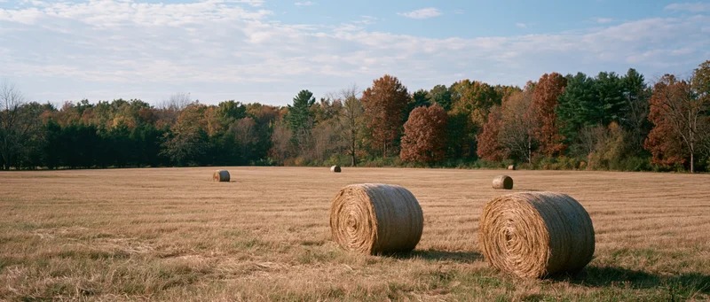 Round hay bales resting in a harvested field bordered by autumn trees