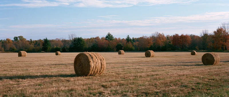 Round hay bales scattered across a harvested field in autumn with trees in fall colors under a partly cloudy sky