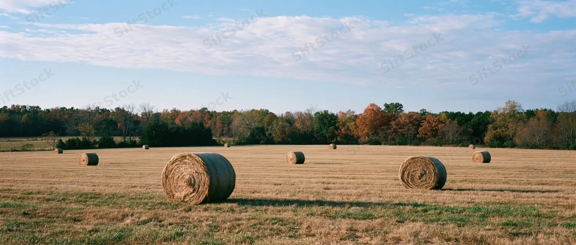 Round hay bales scattered across a harvested field under a blue sky with autumn trees in the distance