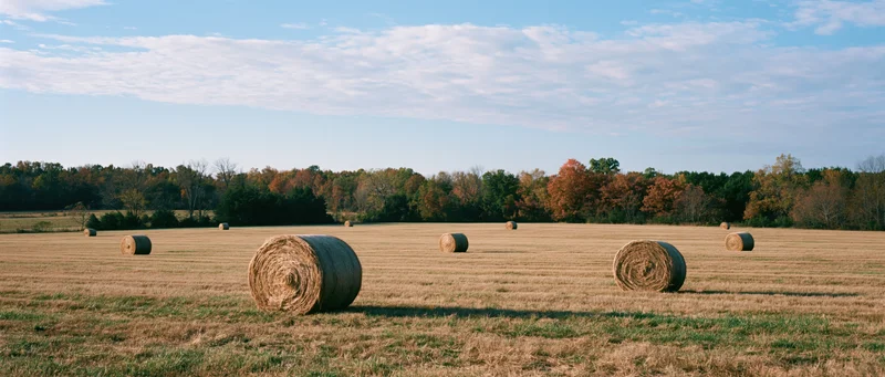 Round hay bales scattered across a harvested field under a blue sky with autumn trees in the distance