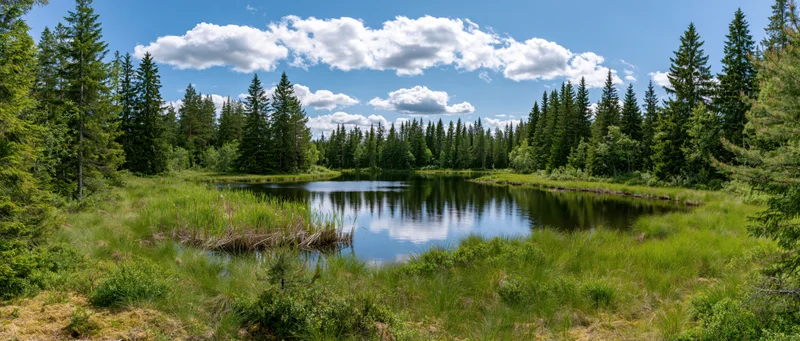 Calm lake reflecting blue sky and white clouds surrounded by dense pine forest and green meadow