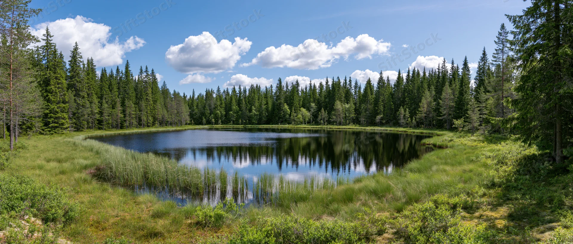 Calm lake reflecting sky and pine forest surrounded by green meadow and trees