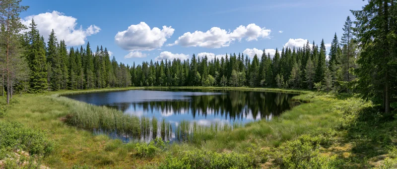 Calm lake reflecting sky and pine forest surrounded by green meadow and trees