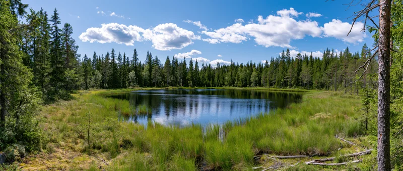 Calm lake reflecting blue sky and pine forest surrounded by green meadow and trees in summer wilderness