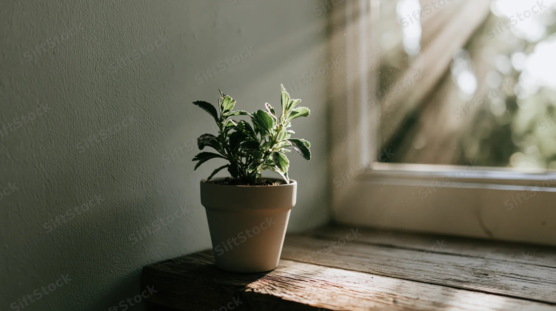 Small potted plant on wooden windowsill in natural sunlight