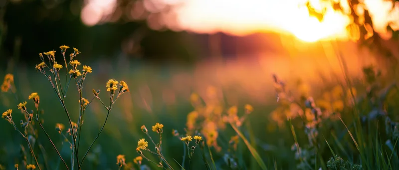 Wildflowers in a meadow at sunset with soft bokeh background