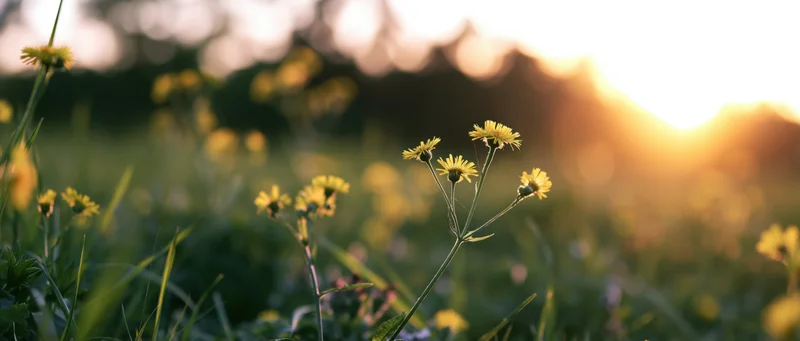 Yellow daisies blooming in a grassy meadow at sunset
