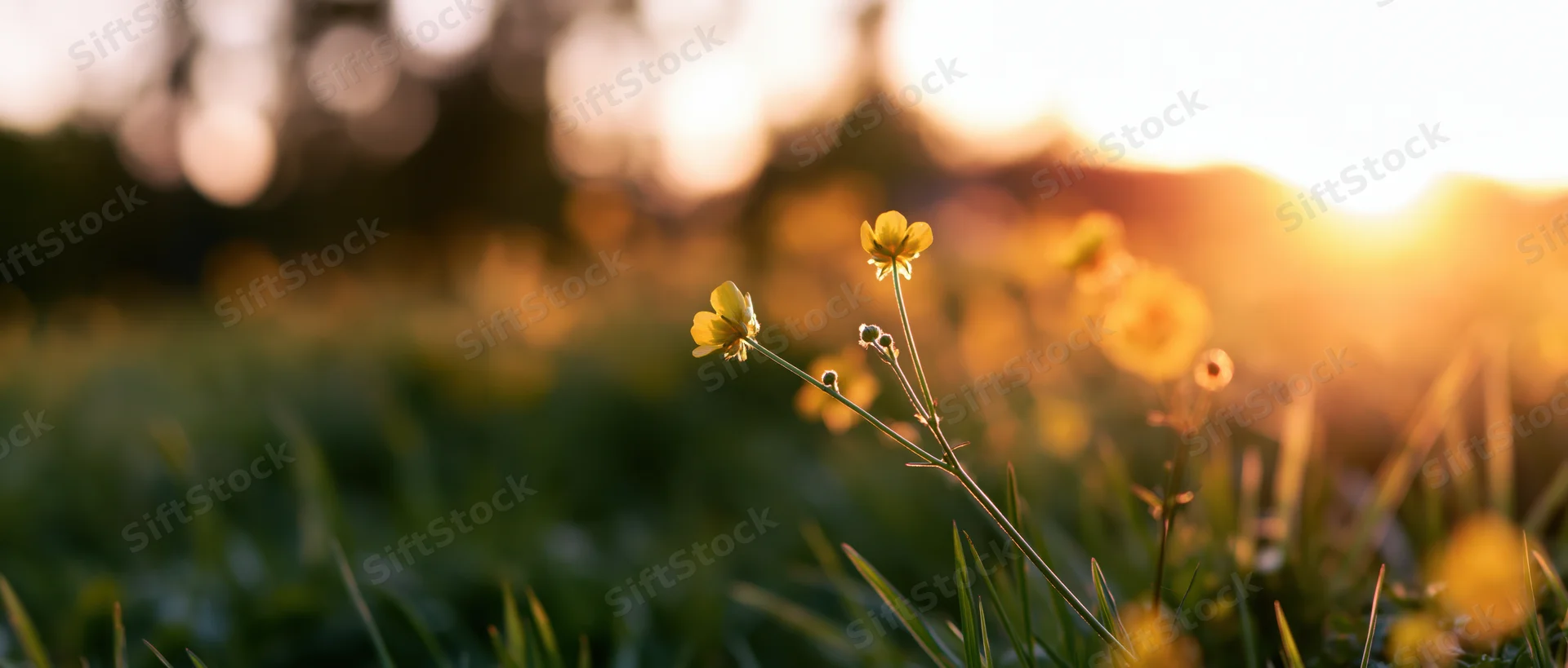 Yellow buttercup flowers blooming in a grassy meadow at sunrise