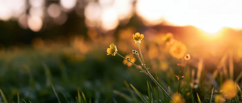 Yellow buttercup flowers blooming in a grassy meadow at sunrise