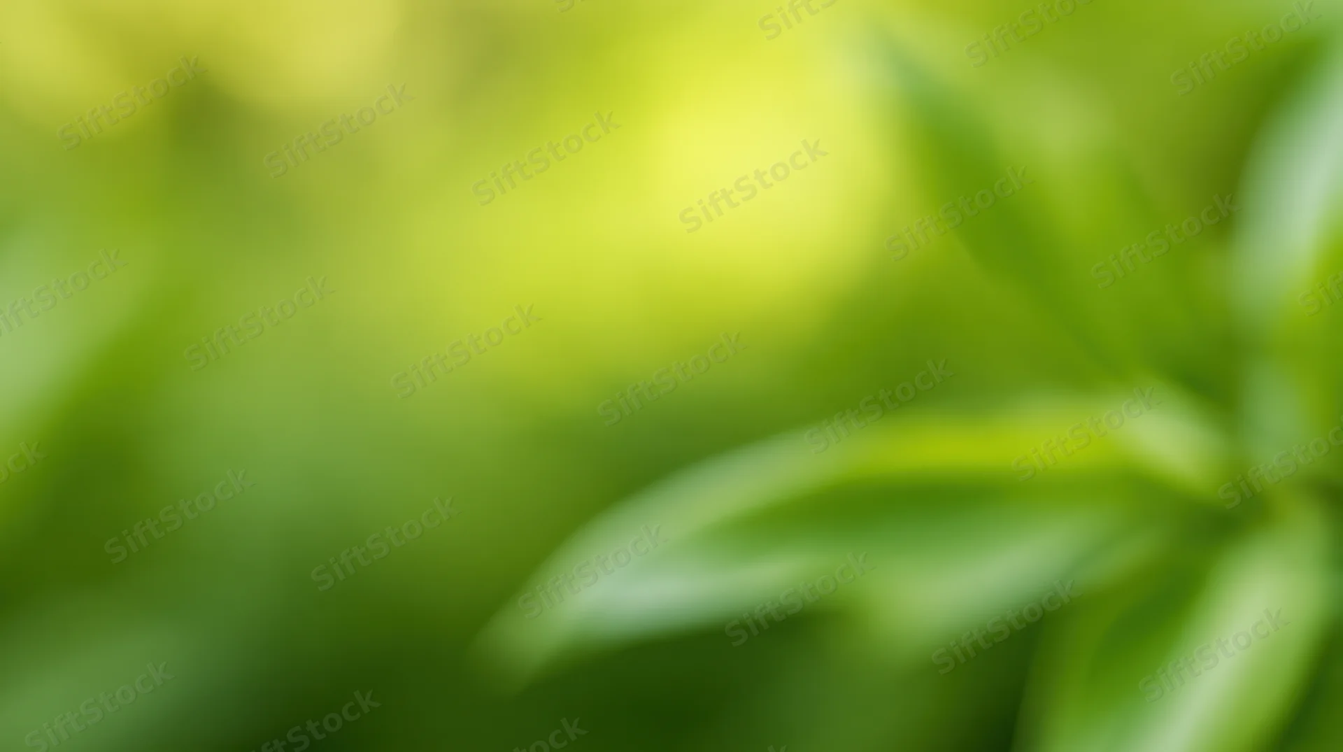 Blurred green foliage with soft bokeh effect in natural outdoor setting