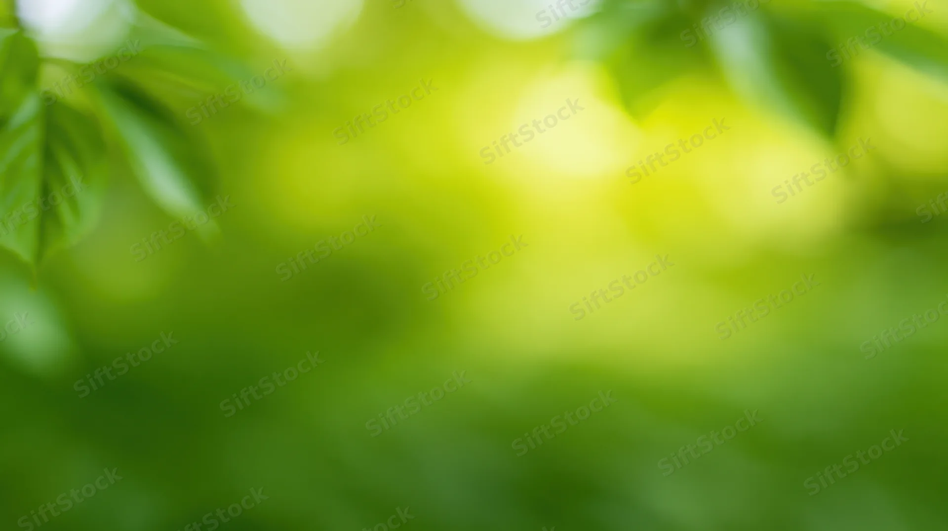 Blurred green foliage with soft bokeh light in a natural outdoor setting