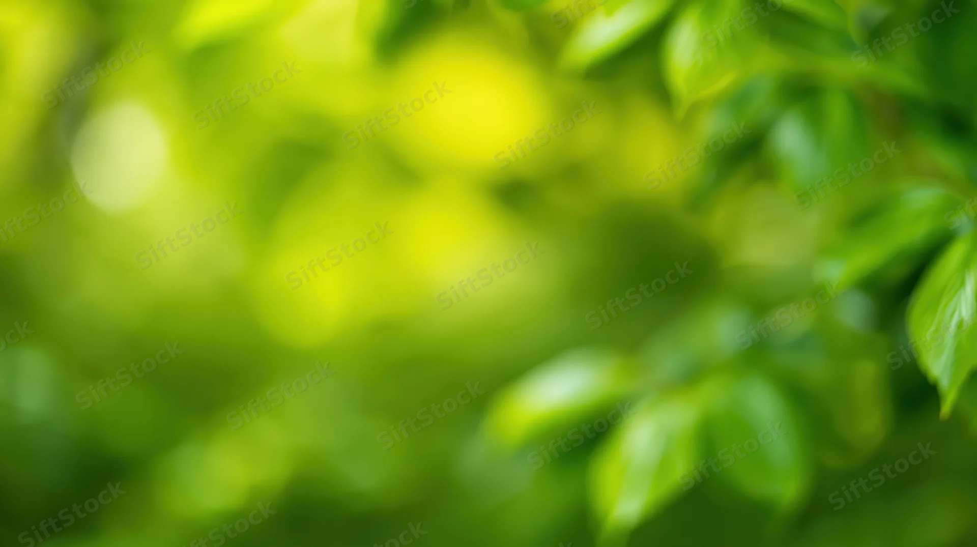 Blurred green leaves in natural outdoor setting with soft focus and bokeh effect