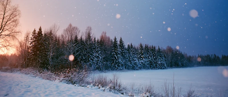 Snow-covered forest at twilight with falling snow over a frozen field