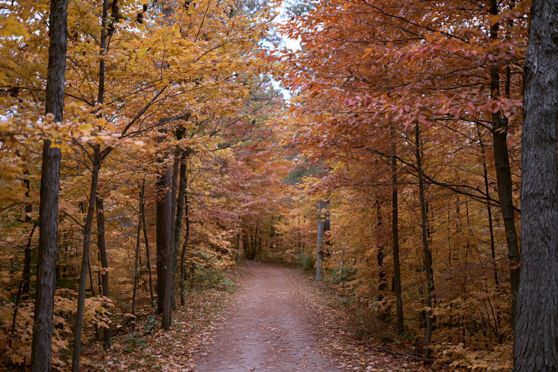 Narrow dirt path winding through dense autumn forest with colorful foliage overhead