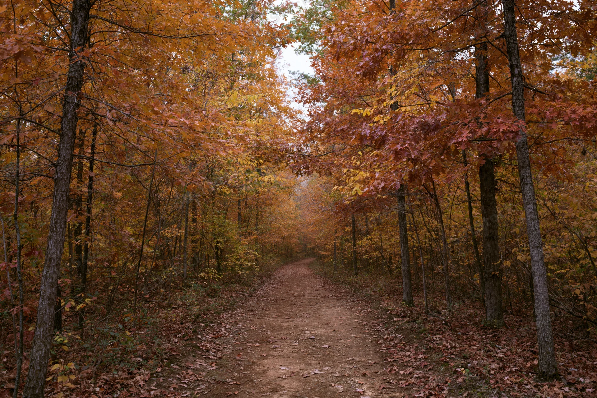 Narrow dirt path winding through dense autumn forest with colorful foliage overhead