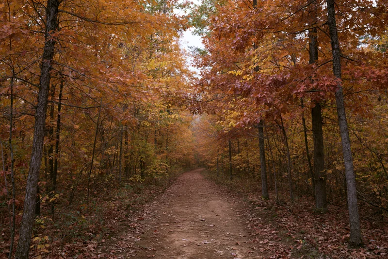 Narrow dirt path winding through dense autumn forest with colorful foliage overhead